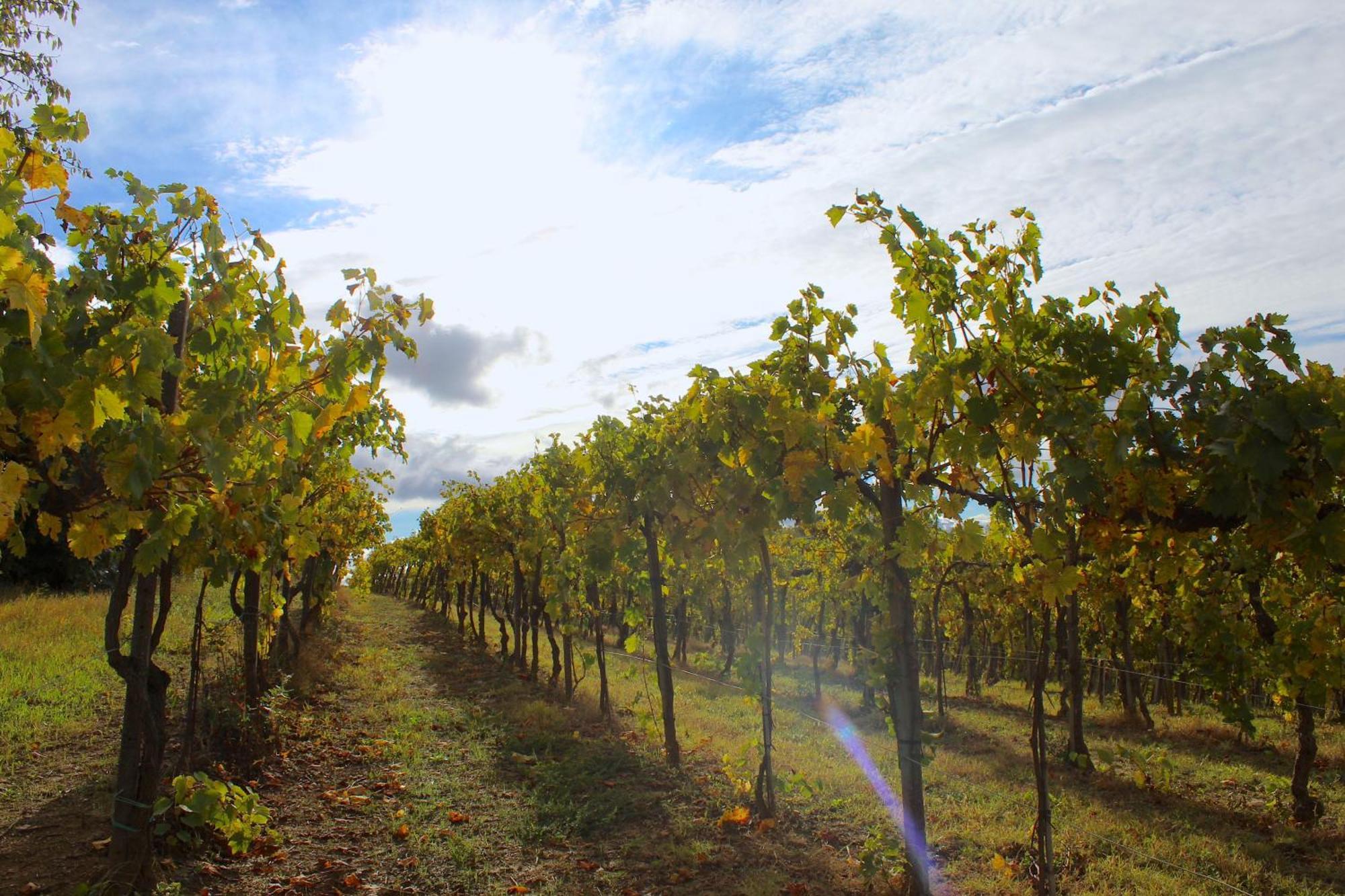 Amazing Langhe And Monferrato | House With Garden Villa Calamandrana ภายนอก รูปภาพ